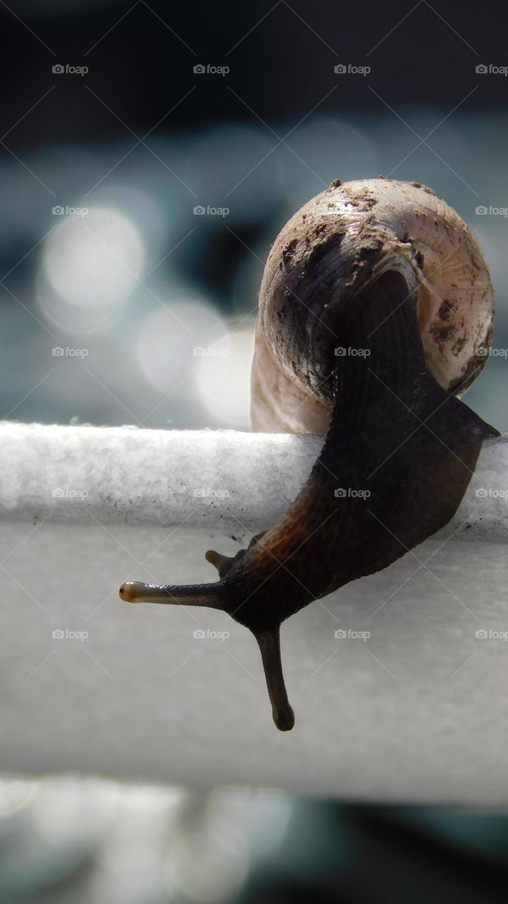 snail day // Nikon Coolpix B500