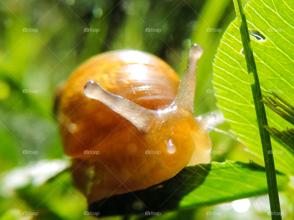 Baby Snail