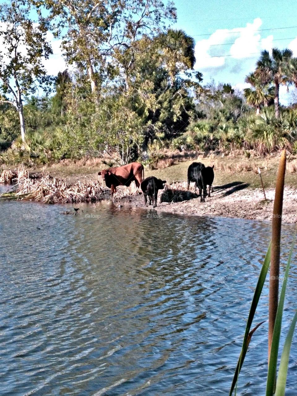 cattle by the water