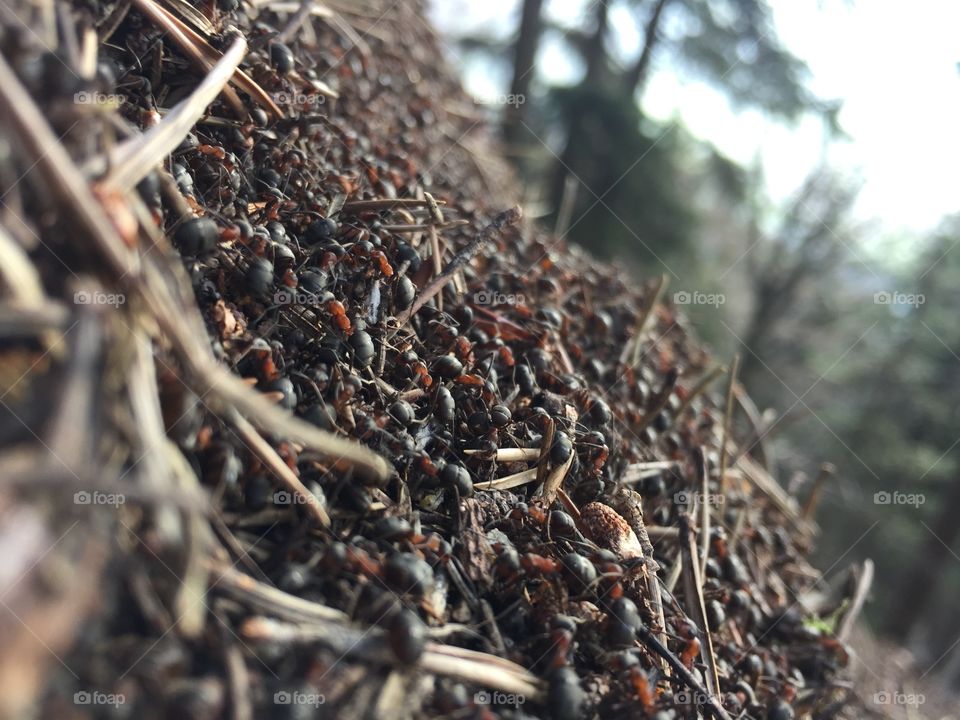 Nature, No Person, Wood, Dry, Food