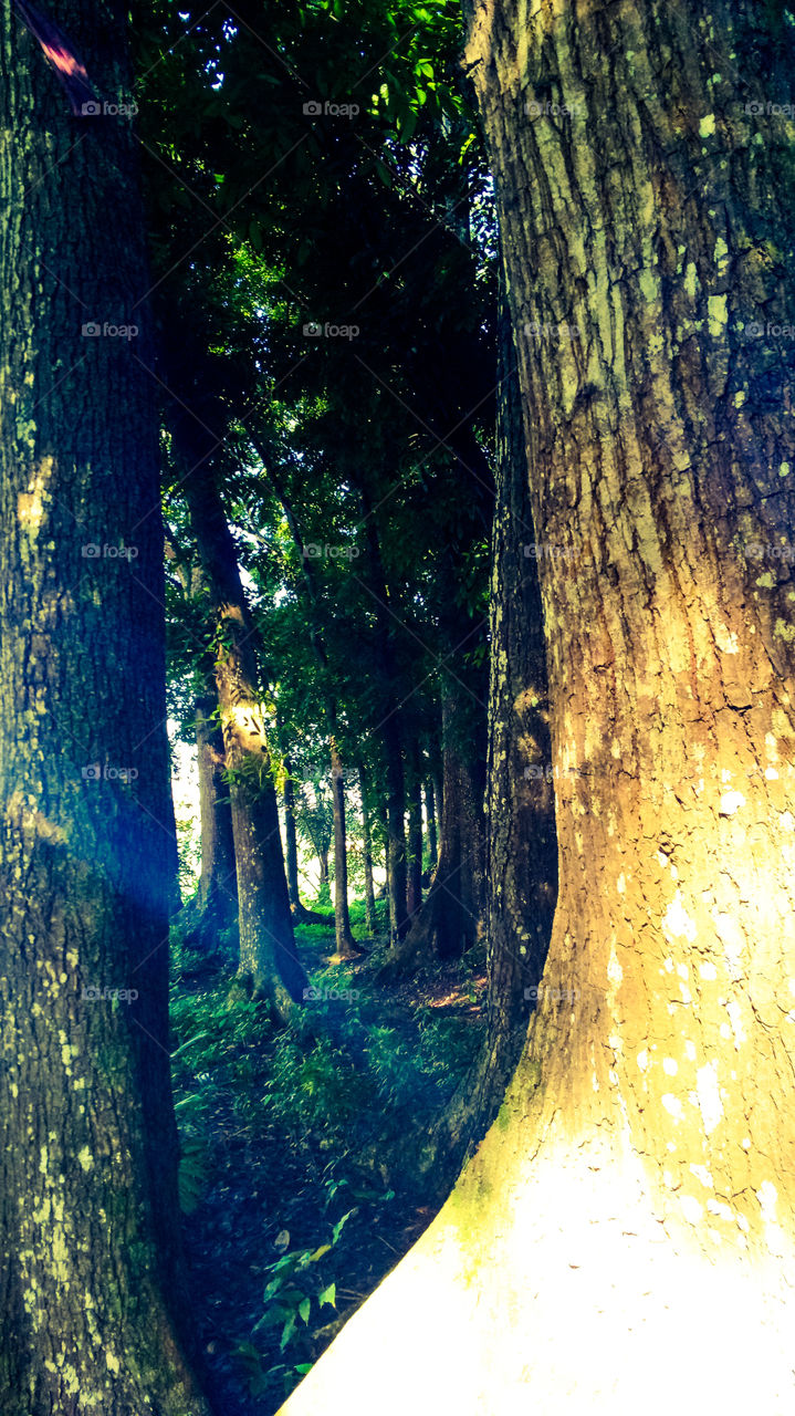 smartphone photo style Flores