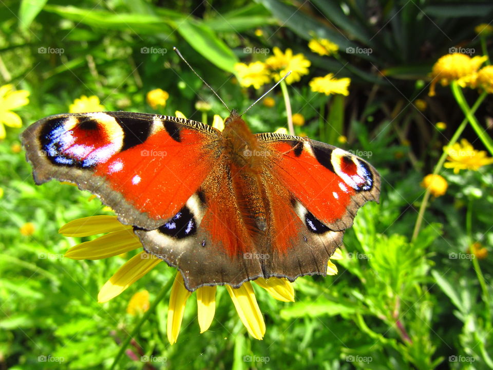Peacock Butterfly