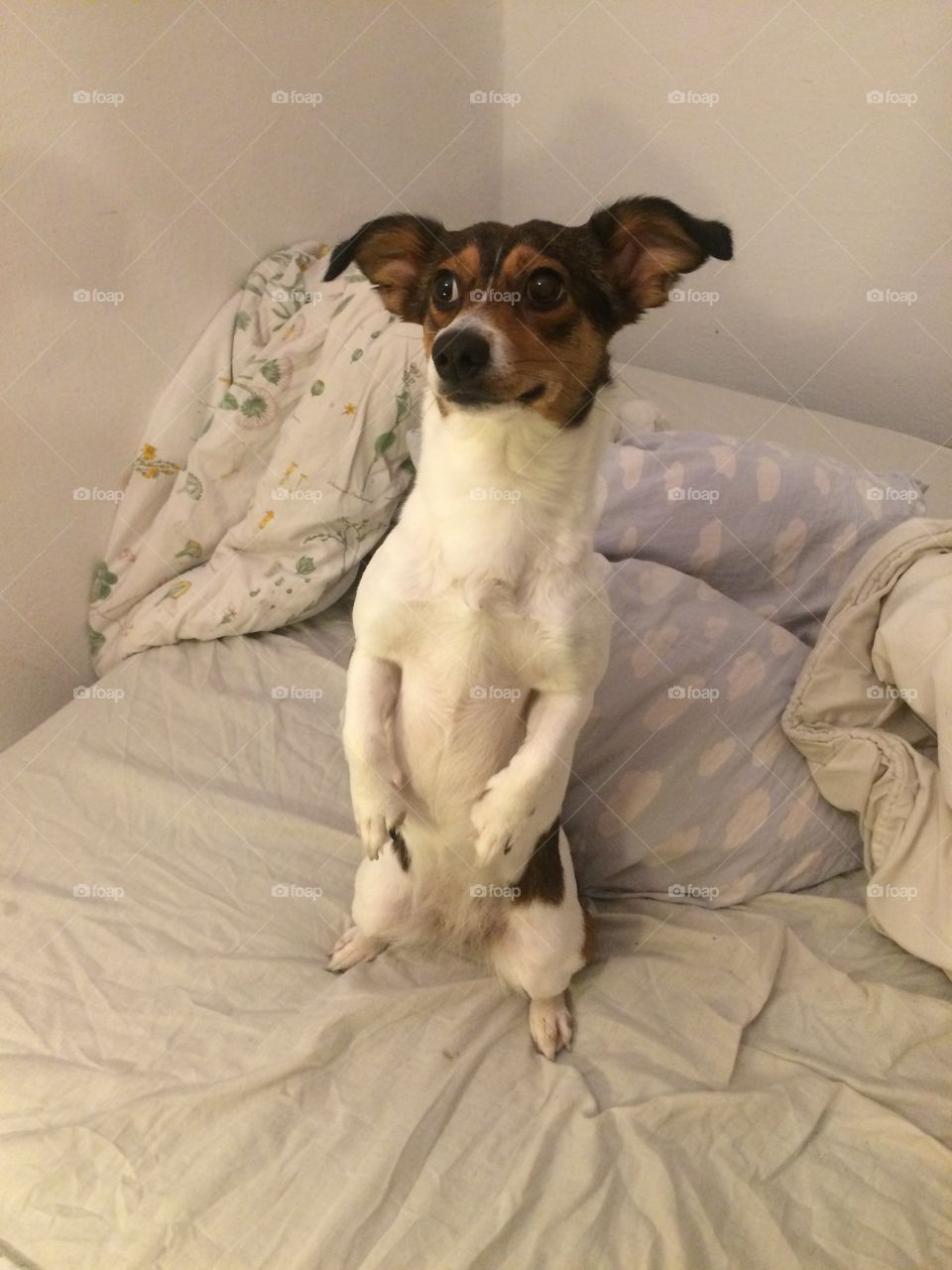 A cute dog staniding in a funny position 