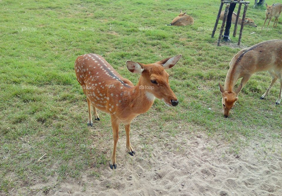 Bambi is waiting food.