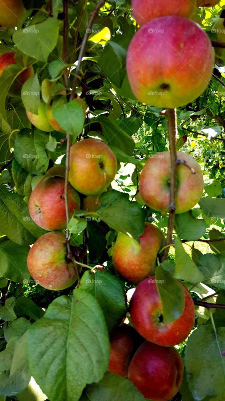 Apples ripened to perfection on a tree in early autumn.
