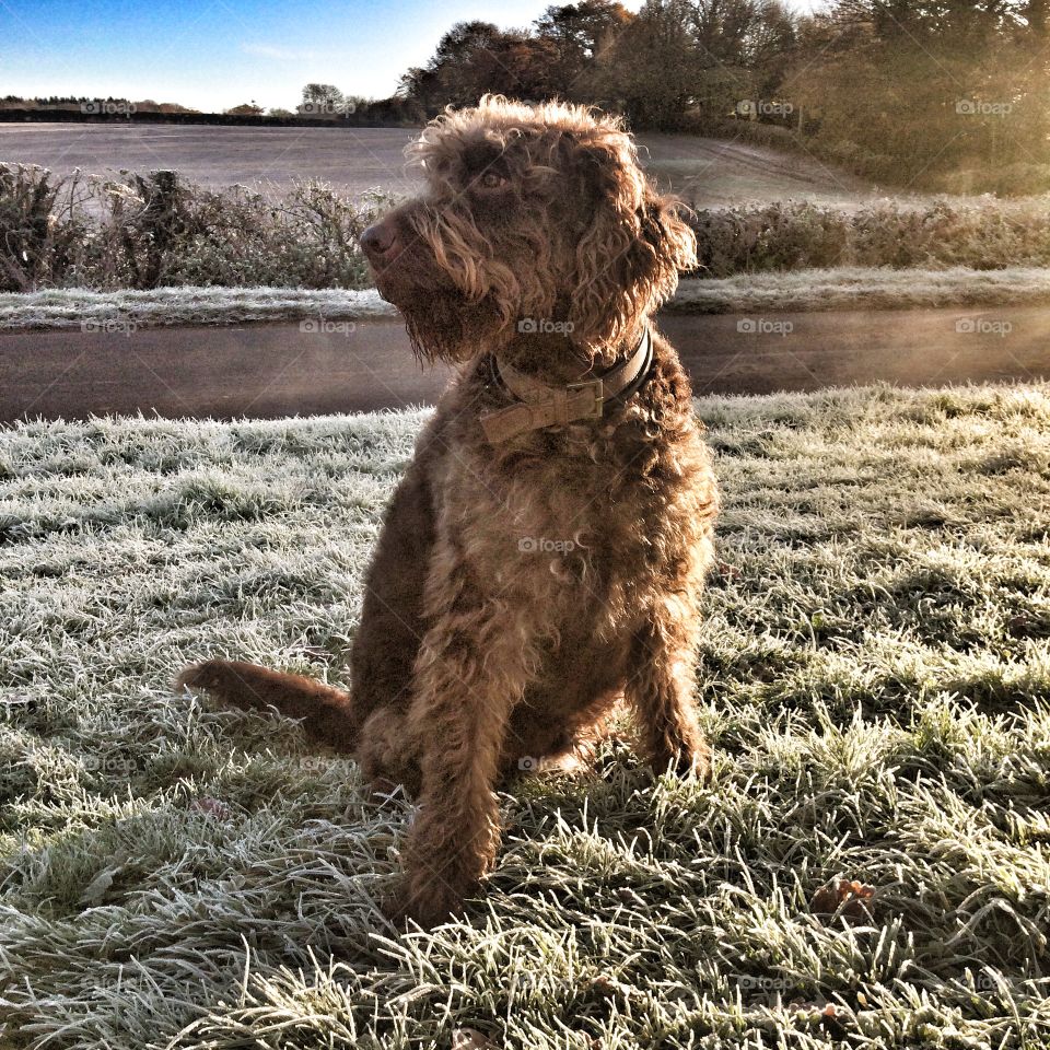 Dog, Mammal, Pet, Canine, Portrait