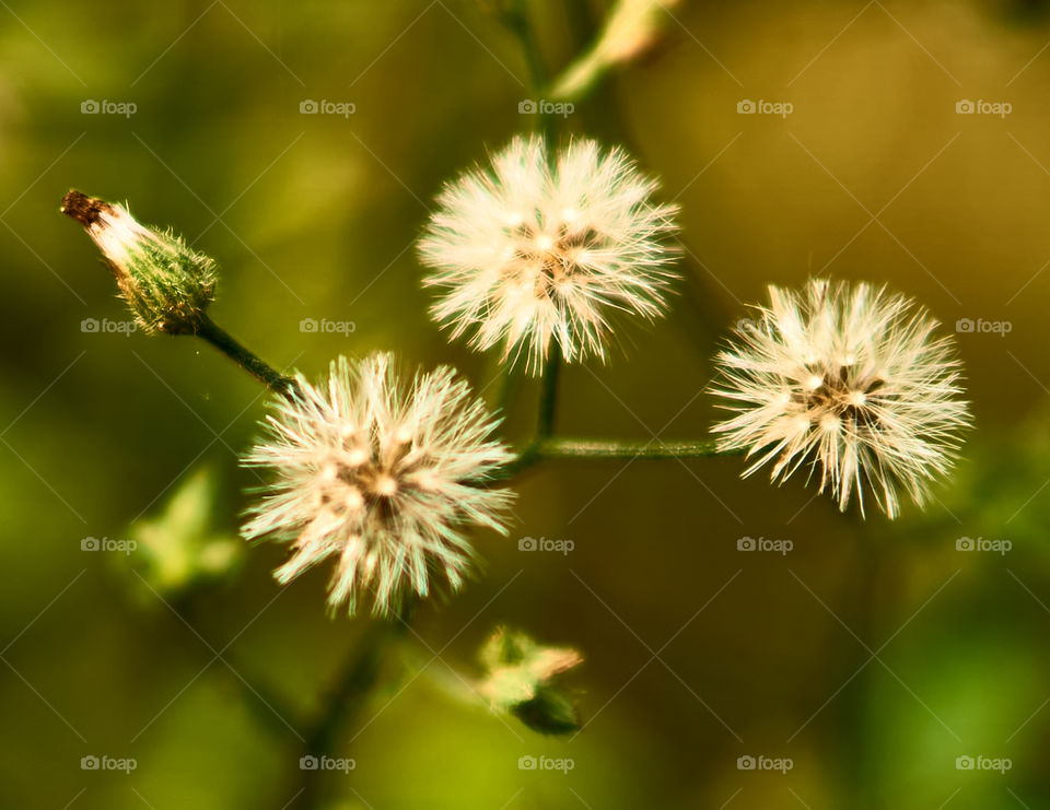 Floral photography - Dandelion - Close ups