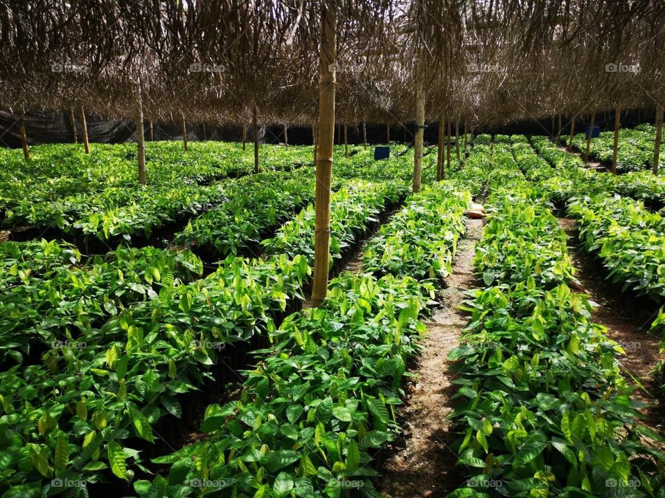 Cocoa seedlings 