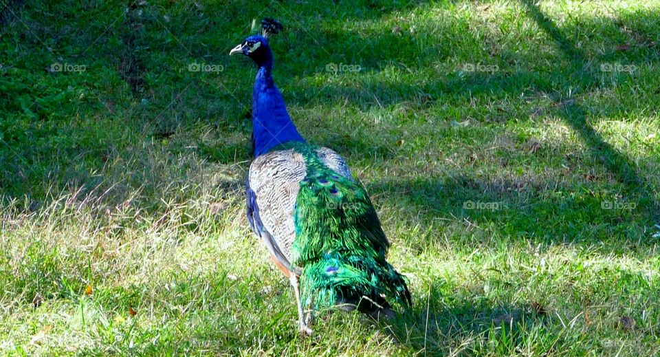 Peacock