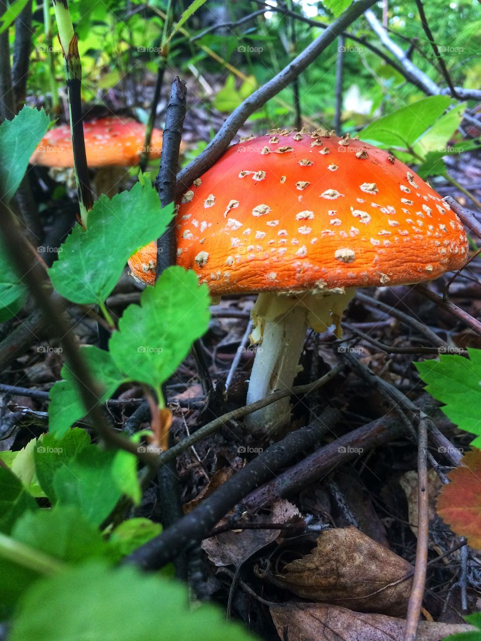 Mushroom toadstool 