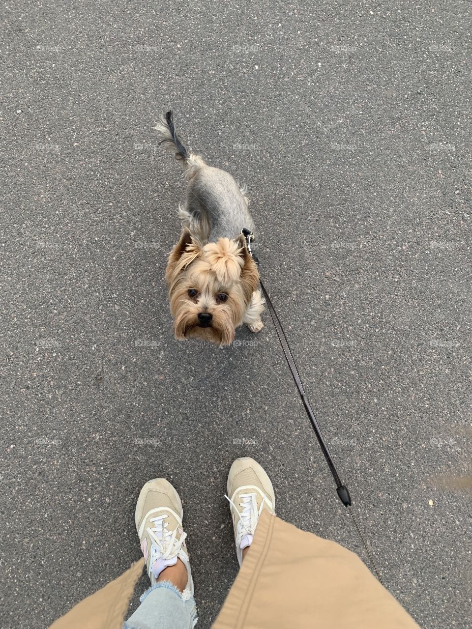 Cute Yorkshire terrier outdoor 