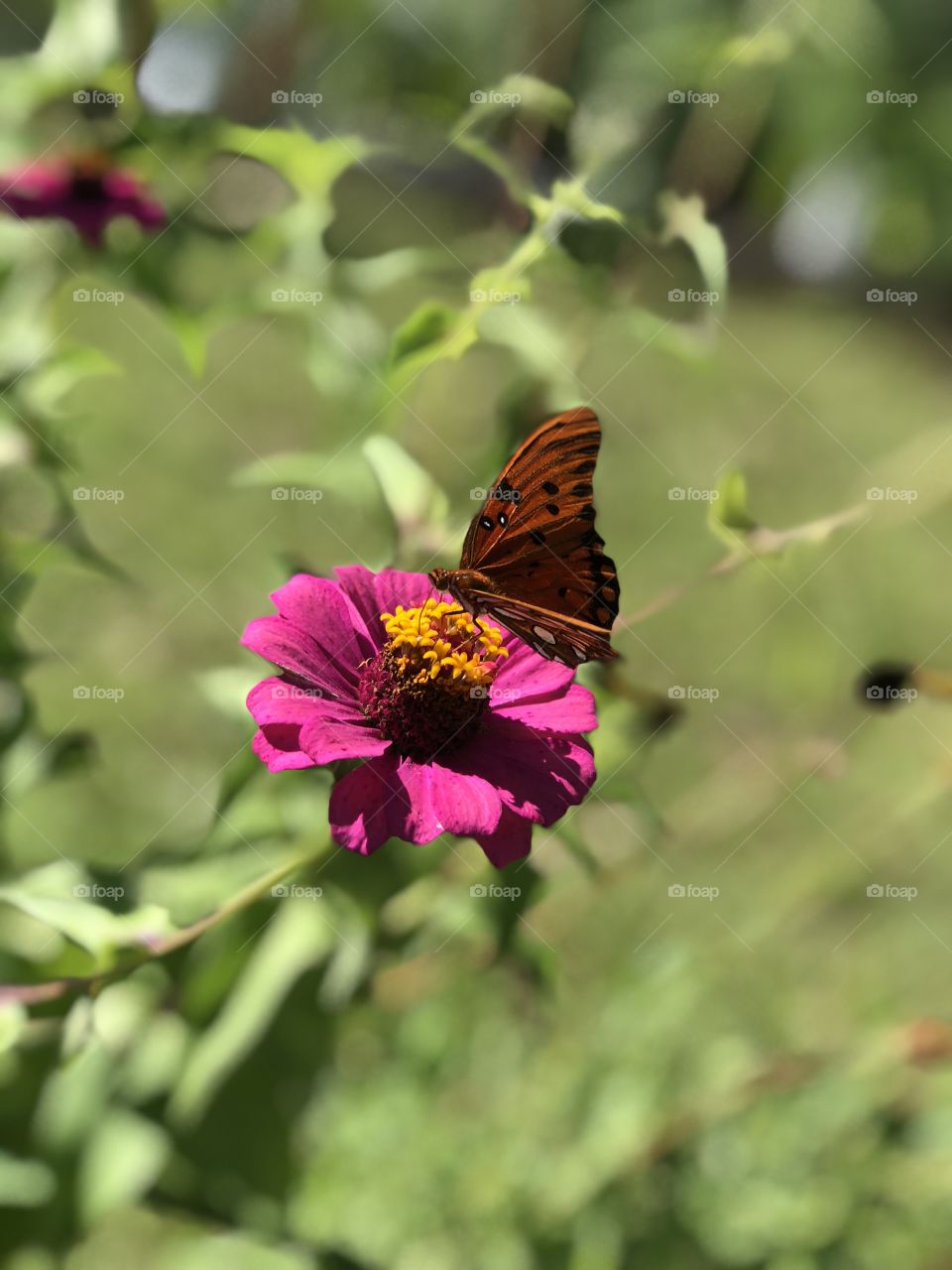 Pink zinnia with a butterfly perched atop