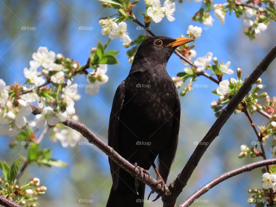 Blackbird on cherry blossom