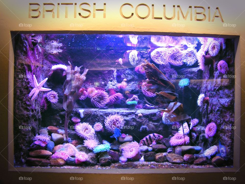 British Columbia marine life