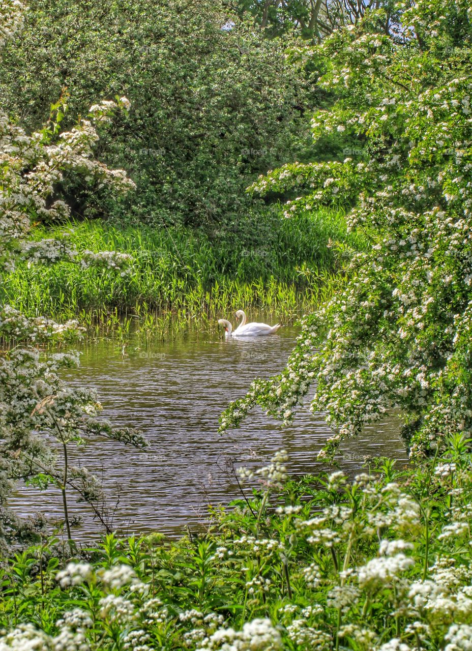 Two Swans On Water. Two swans on a river that are framed by green trees.