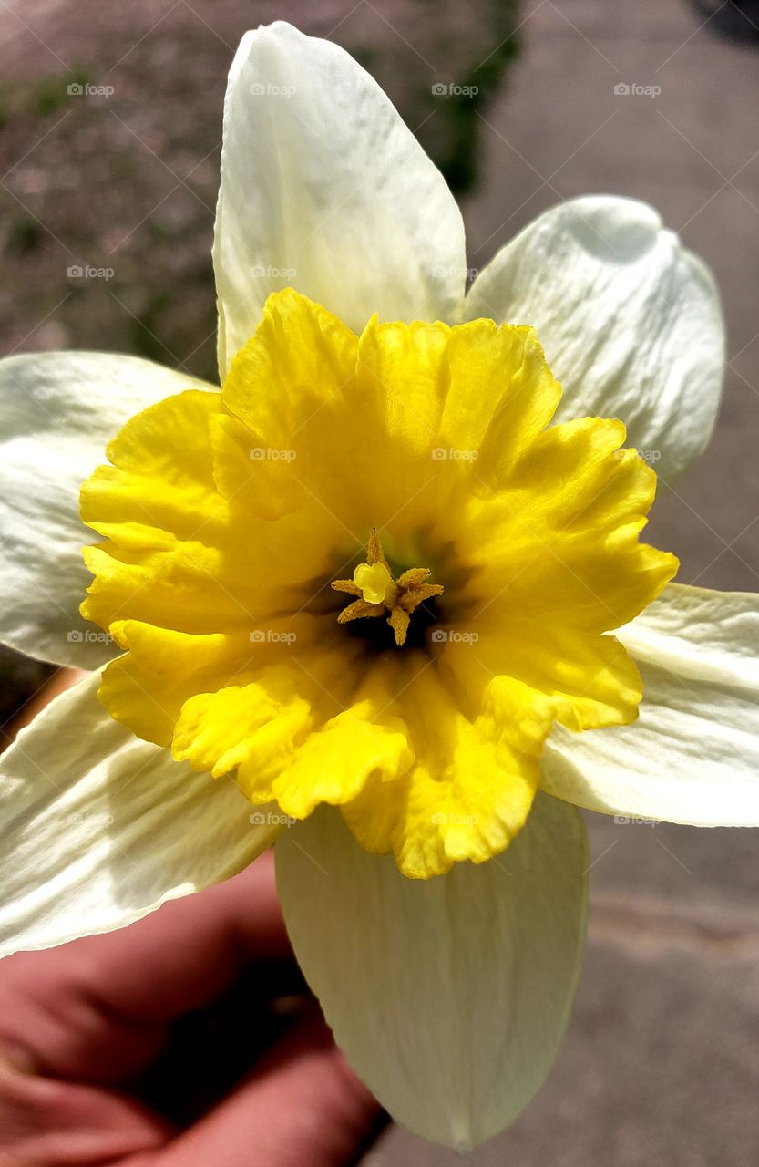 a beautiful early spring daffodil.