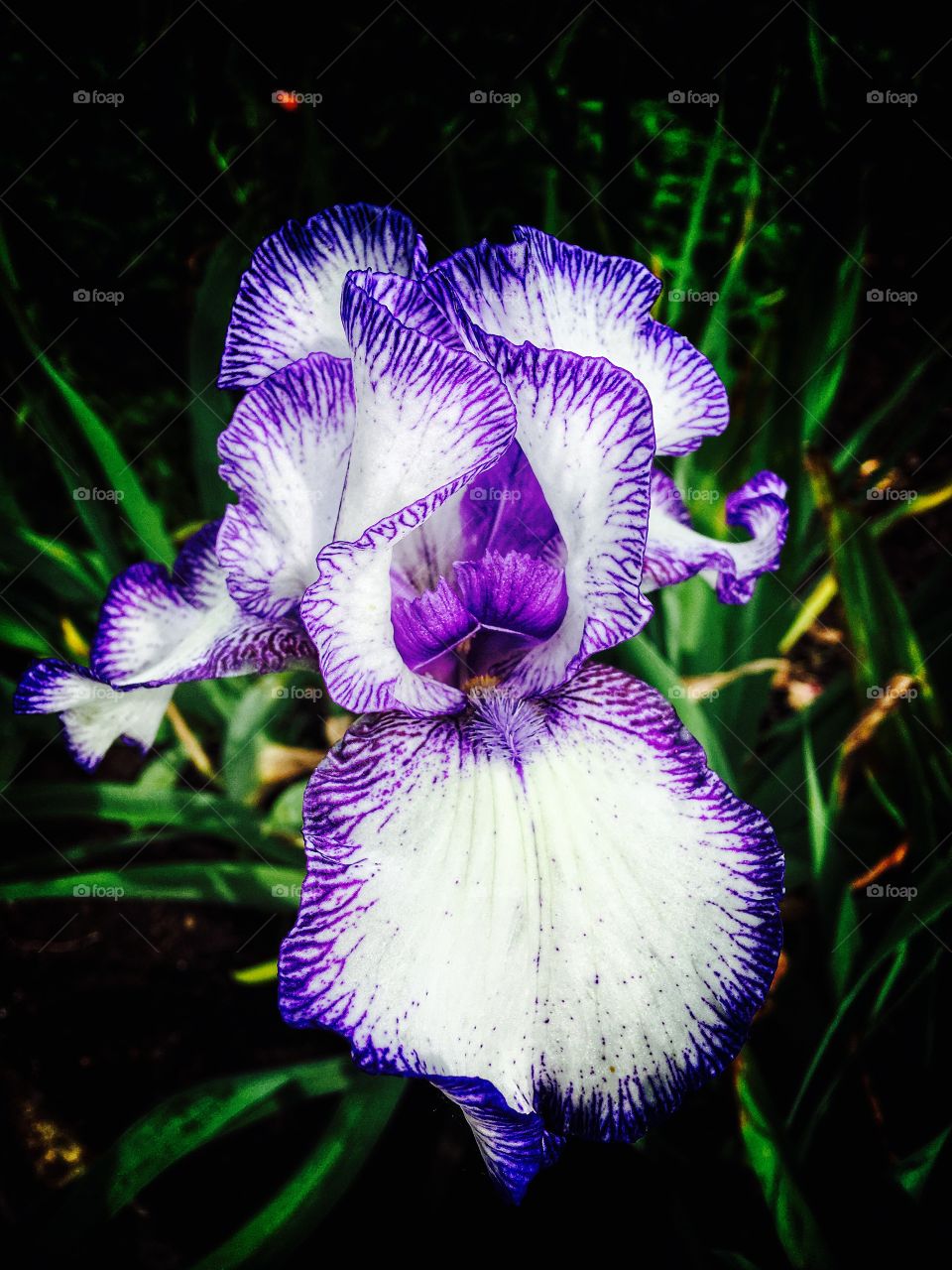 Purple iris flower over green grass 