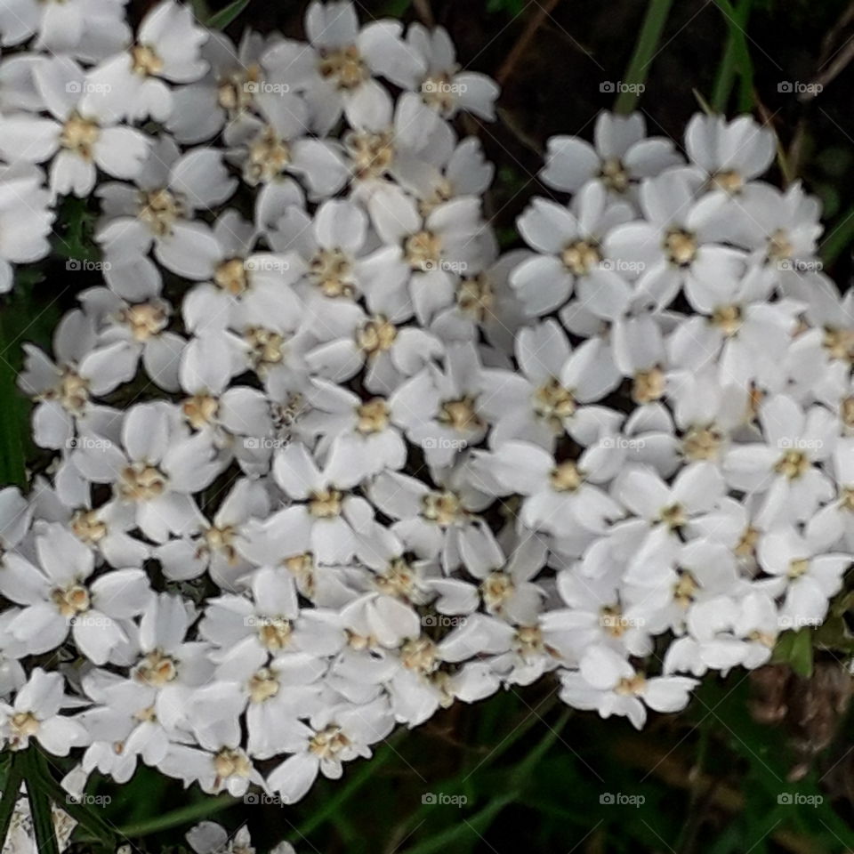 meadow flowers in autumn  - white yarrow