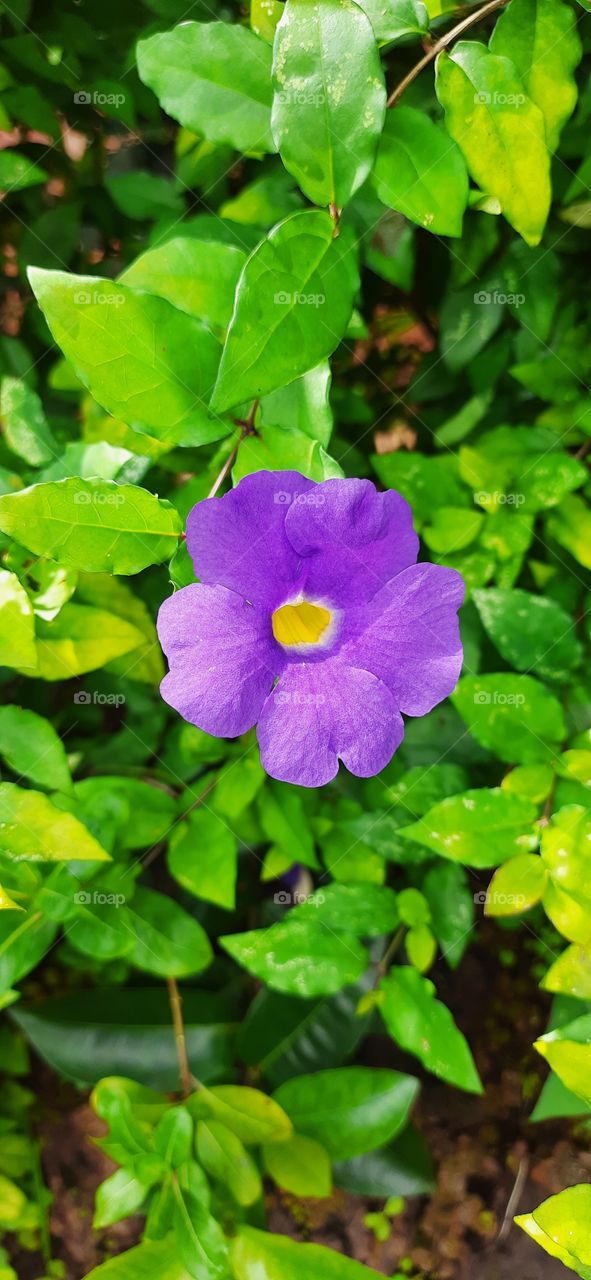 Beautiful Natural Flowers- Original Content