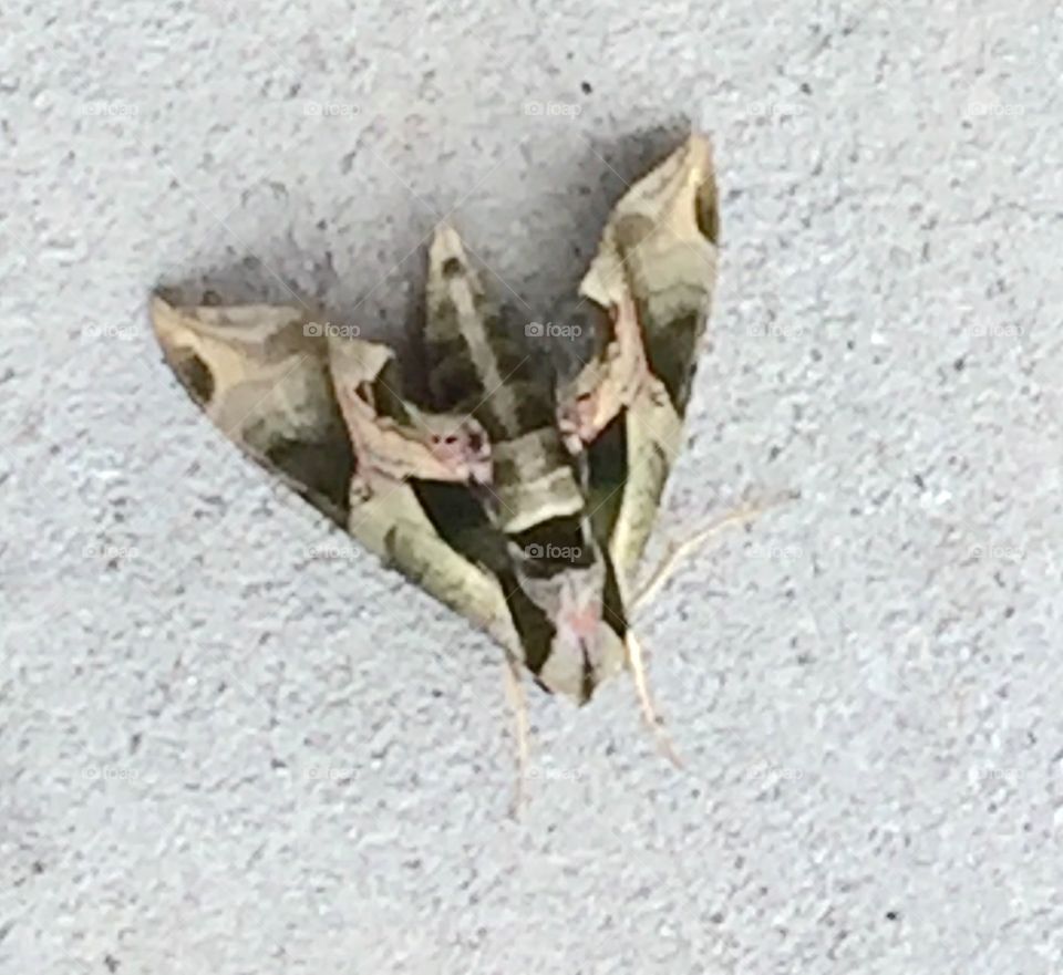 Camouflage moth