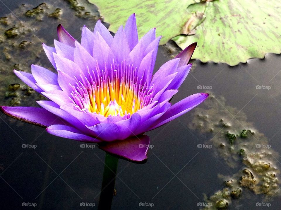 Purple lotus blooming