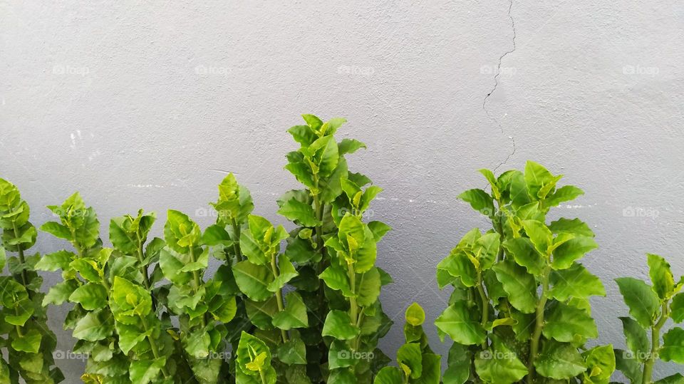 Green plants captured on gray wall background