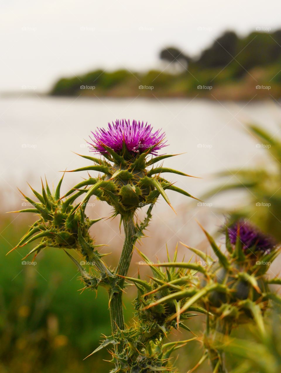 Thistle flower blooming outdoors
