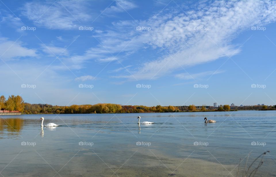 beautiful landscape lake and birds family white swans swimming blue sky background autumn time