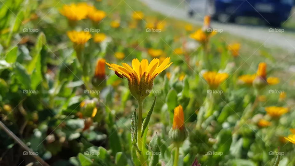 Flowers