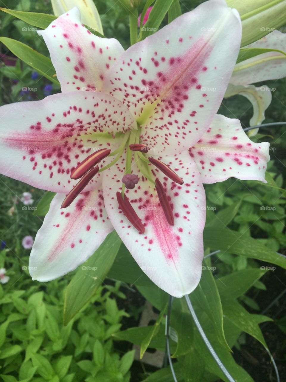 Lily in Bloom