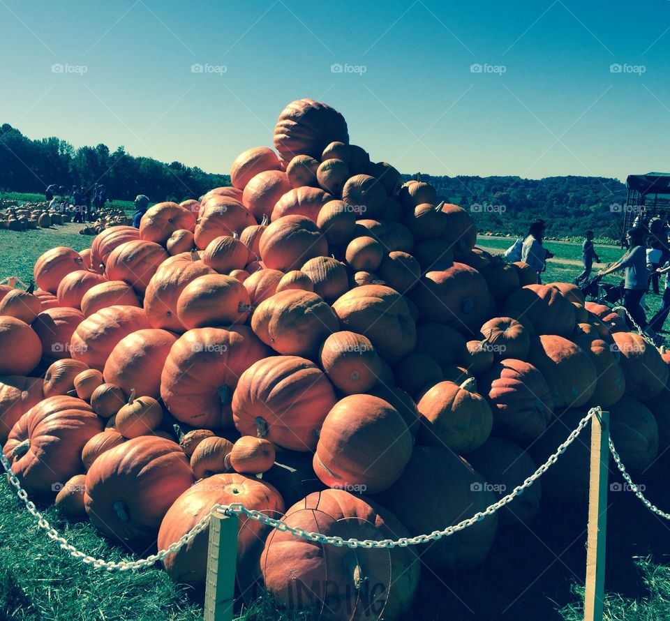 Pumpkin pile. Pumpkins with a filter