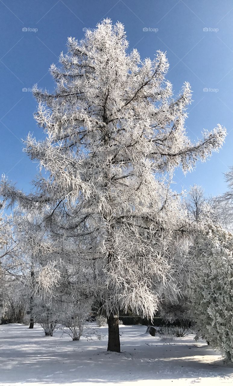 Snowy tree against blue sky