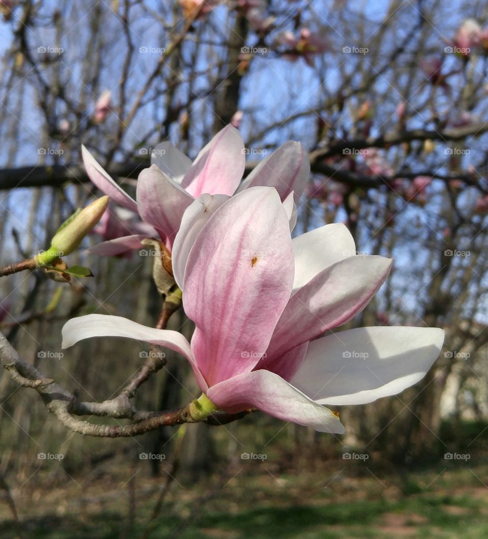 magnolia blossom