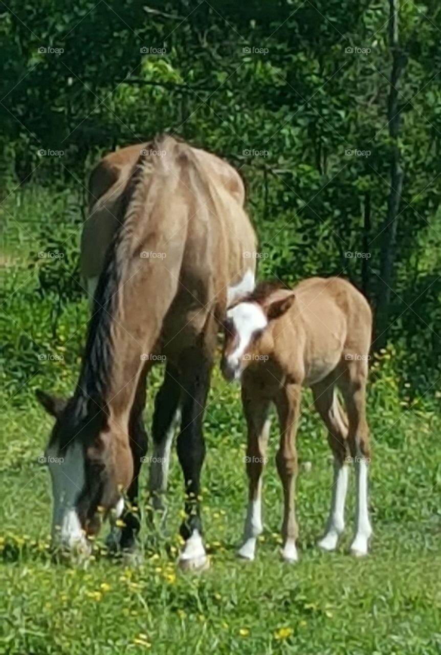 equine