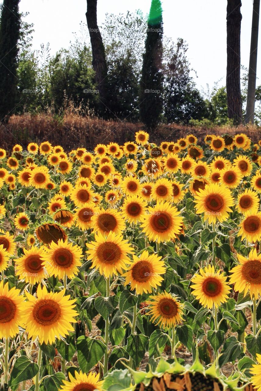 Fields of gold. Sunflower fields in Tuscany