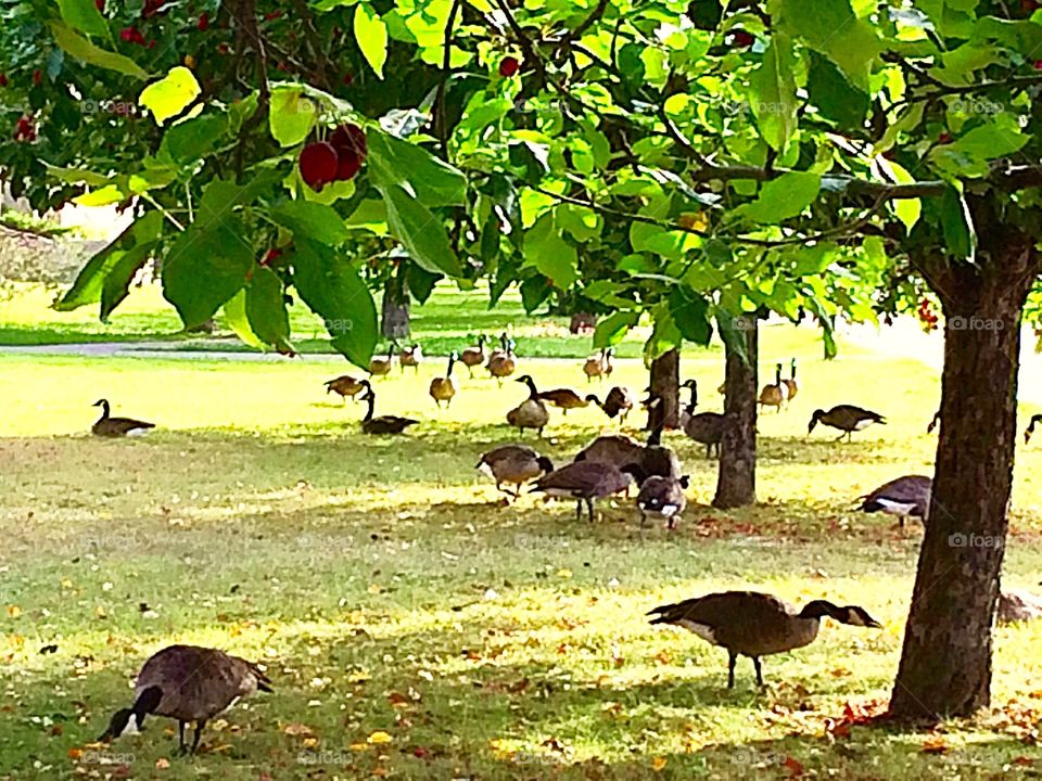 Canada geese eating crabapples 