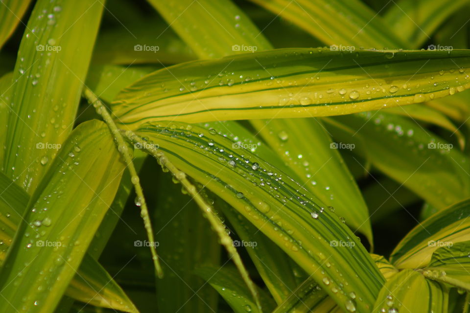 Raindrop on some leafs of a plant in the garden