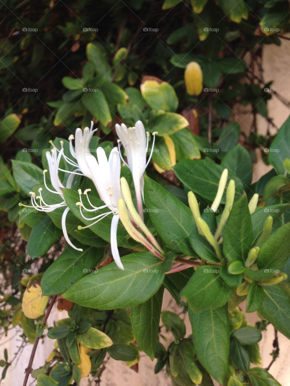 Honeysuckle