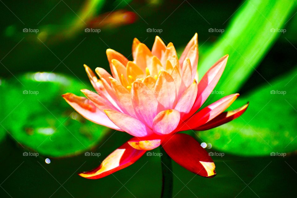 Beautiful water Lilly in Indiana 