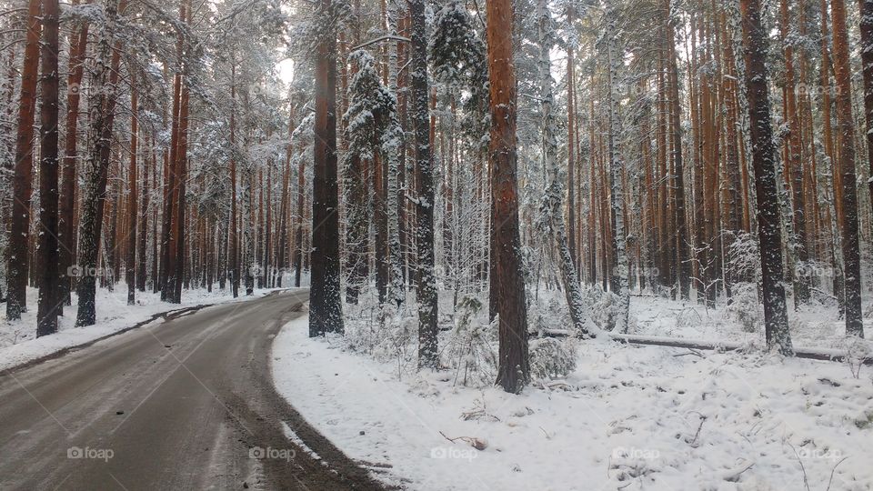 road in winter snowy forest