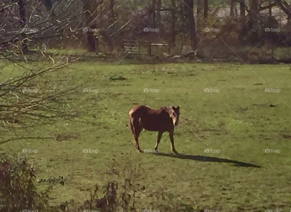 Horse in Field 