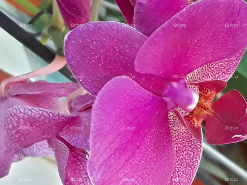 Colorful Orchids in macro