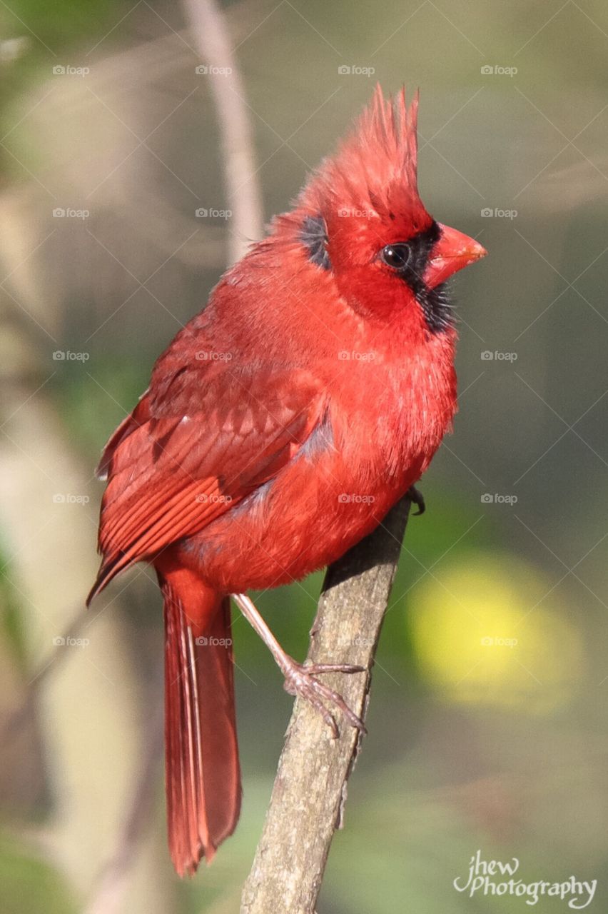 Northern Cardinal