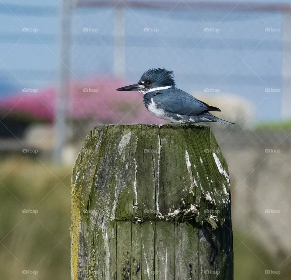 Belted Kingfisher