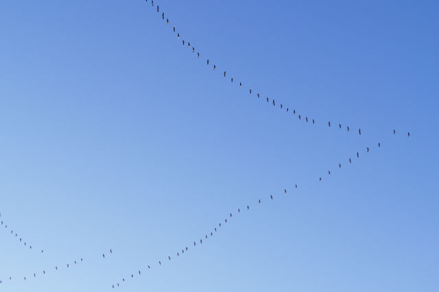 Bird Key