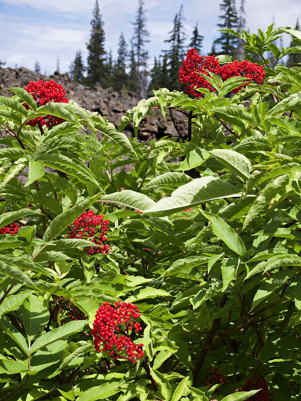 Bright red Elderberries bursting from green leaves in the hardened lava fields high in Oregon’s Cascade Mountains on a summer day.