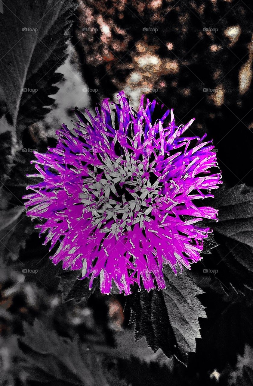 Flower with black and white background