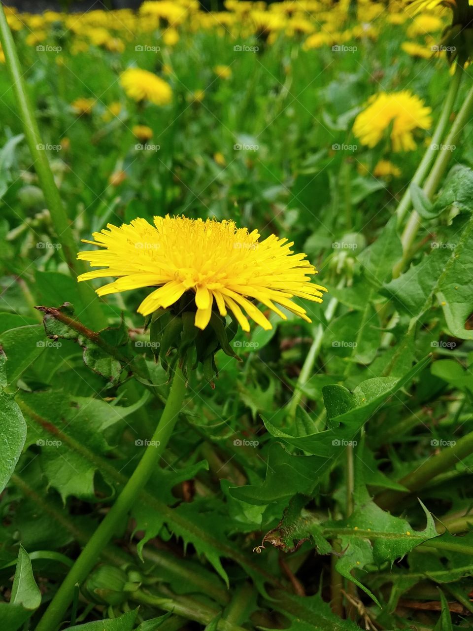 Dandelion