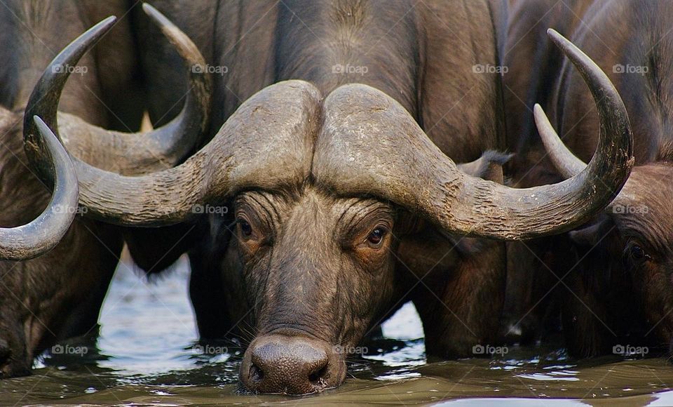 A buffalo drinking from the water hole 