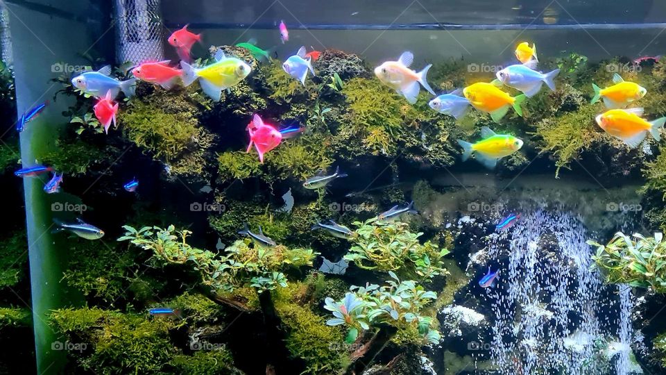 Colorful Fish - Under Water World